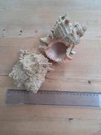 Collection Coquillage 2 pieces, Enlèvement