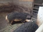 mangalica, Dieren en Toebehoren, Varken