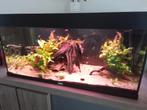 Juwel 180 met inhoud te koop, Dieren en Toebehoren, Ophalen, Gebruikt, Gevuld zoetwateraquarium
