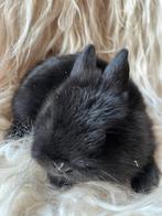 Heel mooi kleurdwerg rammetje, Dieren en Toebehoren, Konijnen, Klein