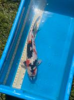 Showa koi te koop, Dieren en Toebehoren, Karper of Koi