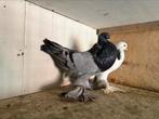 Gentse kroppers 2025, Dieren en Toebehoren, Vogels | Duiven, Meerdere dieren, Kropper