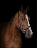 Brave 15-jarige ruin te koop!, Dieren en Toebehoren, Paarden, Gechipt, Ruin, Niet van toepassing, 170 tot 175 cm