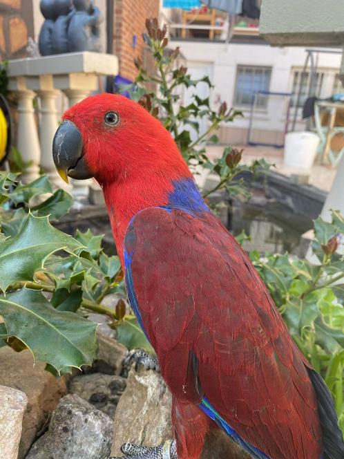 Zeer tamme edelpapegaai, Dieren en Toebehoren, Vogels | Parkieten en Papegaaien, Papegaai, Geringd