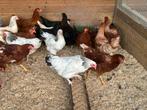 Legkippen verschillende kleuren, Dieren en Toebehoren