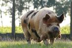 Kune Kune varken ter adoptie gezocht., Dieren en Toebehoren, Schapen, Geiten en Varkens, Varken