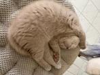 Brits korthaar kitten, Kater, Gechipt, 0 tot 2 jaar