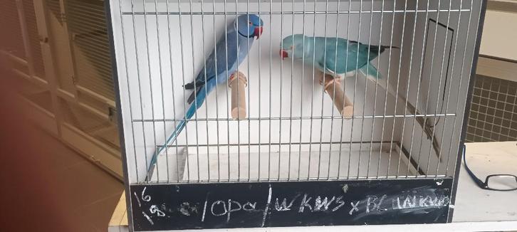 halsbanden halsbandparkieten, Animaux & Accessoires, Oiseaux | Perruches & Perroquets, Perruche, Bagué