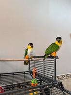 Super handtamme zwartkop caiques te koop met kooi, Dieren en Toebehoren, Meerdere dieren, Papegaai, Pratend