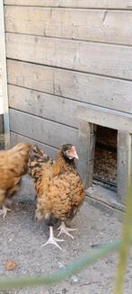 Mooie jonge haan Orpington, Dieren en Toebehoren, Pluimvee