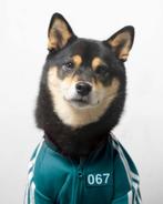 Puppy’s Shiba Inu TE KOOP, Dieren en Toebehoren, België, Fokker | Hobbymatig, Overige rassen, CDV (hondenziekte)