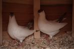 2 helmduiven, Dieren en Toebehoren, Meerdere dieren, Overige soorten