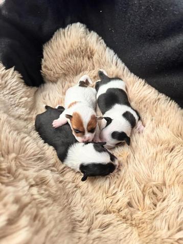 Mooie Jack Russel pupjes ! beschikbaar voor biedingen