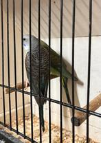 Blackwing grasparkiet blauw, Dieren en Toebehoren, Vrouwelijk, Parkiet, Geringd