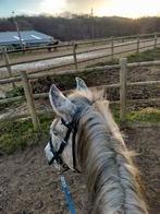 Bijrijder/ halve stal gezocht, Dieren en Toebehoren, Minder dan 160 cm, Ruin, Niet van toepassing, 7 tot 10 jaar