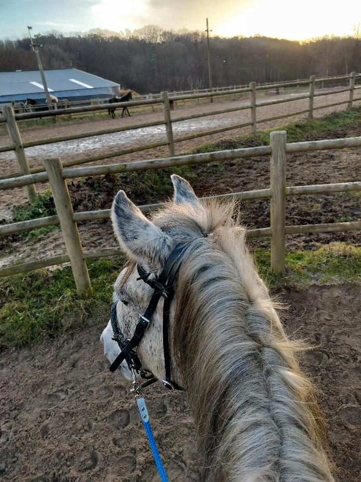 Bijrijder/ halve stal gezocht, Dieren en Toebehoren, Paarden, Ruin, Niet van toepassing, Minder dan 160 cm, 7 tot 10 jaar, Westernpaard