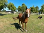 Welsh merrie pony, Merrie, A pony (tot 1.17m), Gechipt, 3 tot 6 jaar
