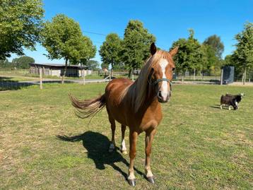 Welsh merrie pony, Jument, Poney A (jusqu'à 1.17 m), Vermifugé, 3 à 6 ans