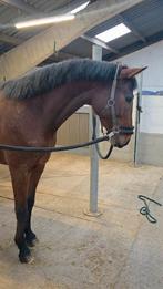 Joli jardin de 3 ans, Animaux & Accessoires, Chevaux, B, Hongre, Avec pedigree, 160 à 165 cm