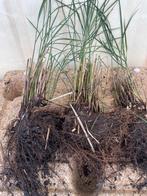 Prachtriet miscanthus sinensis gracillimus, Jardin & Terrasse, Enlèvement