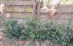 Taxus  (Baccata) 15 stuks, Jardin & Terrasse, Plantes | Arbustes & Haies, Moins de 100 cm, Taxus, Enlèvement, Haie