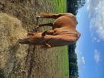 Extra weides gezocht, Dieren en Toebehoren, Stalling en Weidegang, Weidegang, 4 paarden of pony's of meer