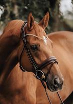 Finesse hoofdstel, model Cassidy, Dieren en Toebehoren, Ophalen of Verzenden, Nieuw