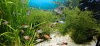 guppy / platy / ancistrus, Dieren en Toebehoren, Vissen | Aquariumvissen