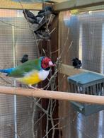 4 jonge Japanse meeuwtjes, Dieren en Toebehoren, Vogels | Overige Vogels, Geslacht onbekend, Tropenvogel