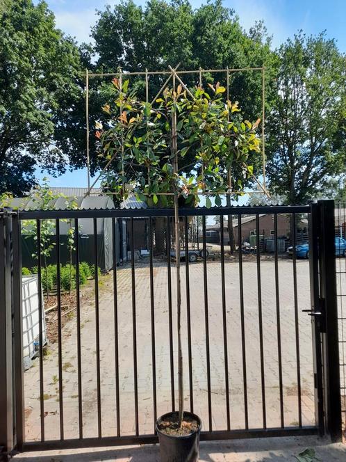 Glansmispel leibomen, Jardin & Terrasse, Clôtures de jardin, Comme neuf, Enlèvement ou Envoi