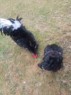 Wyandotte groothoenders: hen , haan en kuikens, Meerdere dieren, Kip