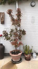 Applelboom met Italiaanse pot, Tuin en Terras, Ophalen, Zomer, In pot, Overige soorten