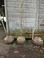 Quercus warei 'long'. Zuileik. 14/16cm. 160€., Tuin en Terras, Ophalen of Verzenden, Zuilboom, 250 tot 400 cm