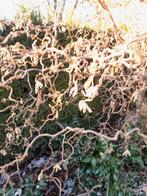 Paastakken krulhazelaar, Ophalen