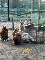 Mooie toom cochins krielen duizendkleur, Dieren en Toebehoren, Pluimvee