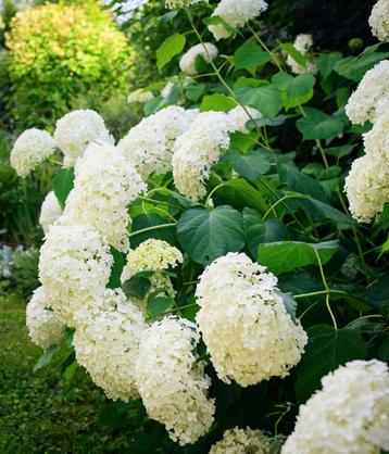 Hortensia anabelle! beschikbaar voor biedingen