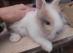 Un doux lapin nain à vendre, Animaux & Accessoires, Lapins, Femelle, Nain