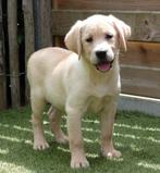 Prachtige blonde labrador pup, Dieren en Toebehoren, België, CDV (hondenziekte), 8 tot 15 weken, Labrador retriever