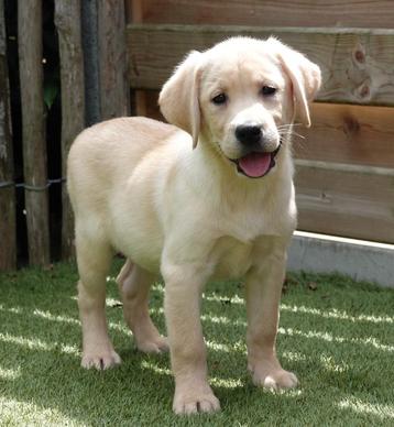 Prachtige blonde labrador pup  beschikbaar voor biedingen