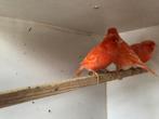 Rode poppen kanaries, Dieren en Toebehoren, Vogels | Kanaries
