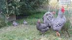 2 amrock haantjes, Dieren en Toebehoren, Pluimvee, Mannelijk, Kip