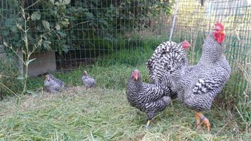 2 amrock haantjes beschikbaar voor biedingen
