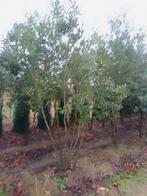 Meerstammige steeneik, Tuin en Terras, Planten | Struiken en Hagen, Ophalen of Verzenden