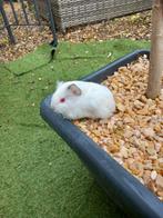 Mooi cavia vrouwtje, Animaux & Accessoires, Rongeurs, Cobaye