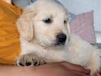 Golden retriever pups reutjes opgroeiend huiselijke kring, Dieren en Toebehoren, Honden | Retrievers, Spaniëls en Waterhonden