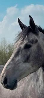 Leuke samenwerking gezocht (springpaard ter beschikking), Dieren en Toebehoren, Merrie, Springpaard, Gechipt, Zadelmak