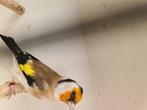 putter vogels, Dieren en Toebehoren, Vogels | Overige Vogels, Mannelijk, Wildzangvogel, Geringd