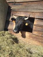 Dexter koe en stier kalf, Animaux & Accessoires, Plusieurs animaux