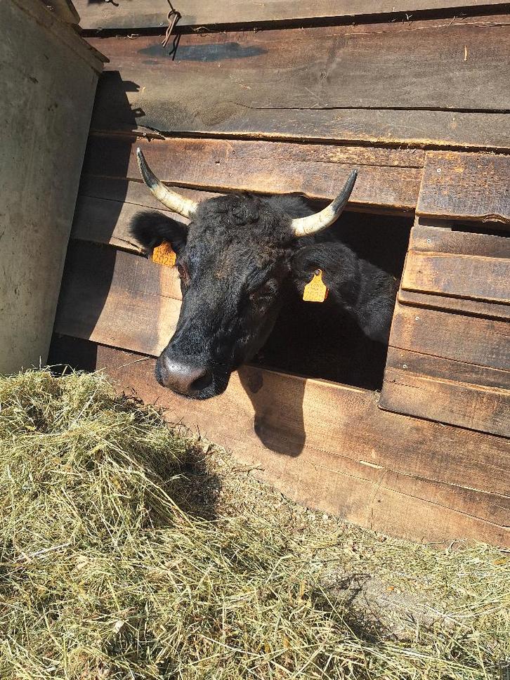 Dexter koe en stier kalf, Animaux & Accessoires, Bovins, Plusieurs animaux