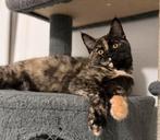 Kittens (maine coon), Dieren en Toebehoren, Katten en Kittens | Raskatten | Langhaar, Meerdere dieren, Gechipt, 0 tot 2 jaar